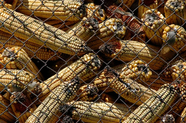 黄玉玉米与黄曲霉毒素 — 图库照片