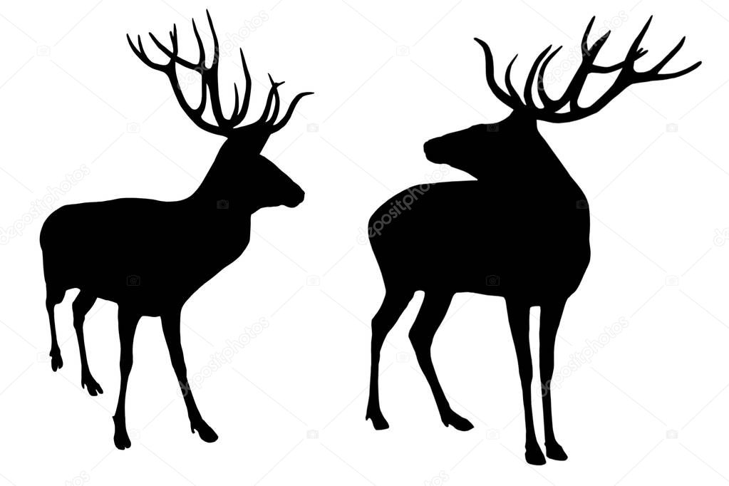 Male Deer 