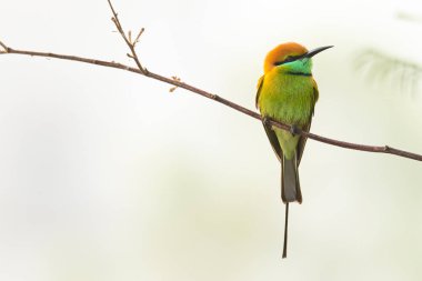 Yeşil Arı Yiyen, tüneğe tünemiş Uzağa bakıyor