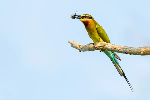 Bee-Eater de cola azul posado en la percha con un insecto en el pico —  Fotos de Stock