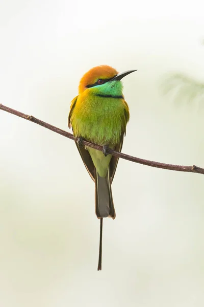 Grön Bee-Eater sittande på abborre tittar på avstånd — Stockfoto