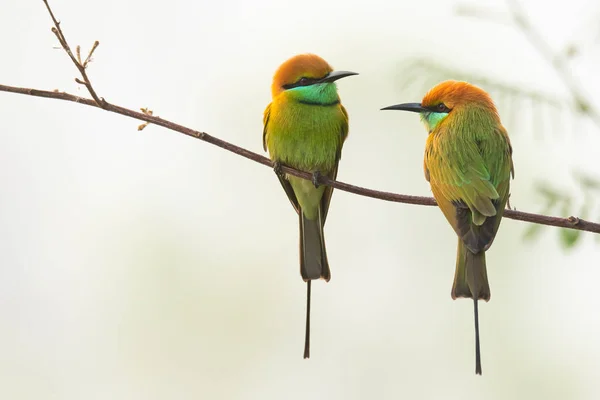 İki Yeşil Arı Yiyen, tüneğe tünemiş, uzak bir mesafeye bakıyor.