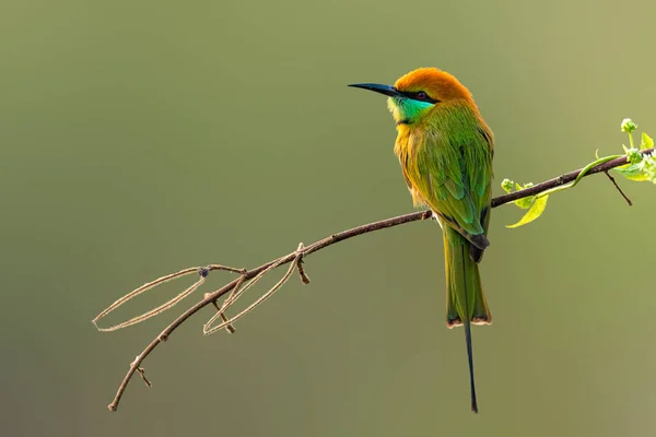 Yeşil Arı Yiyen, tüneğe tünemiş Uzağa bakıyor