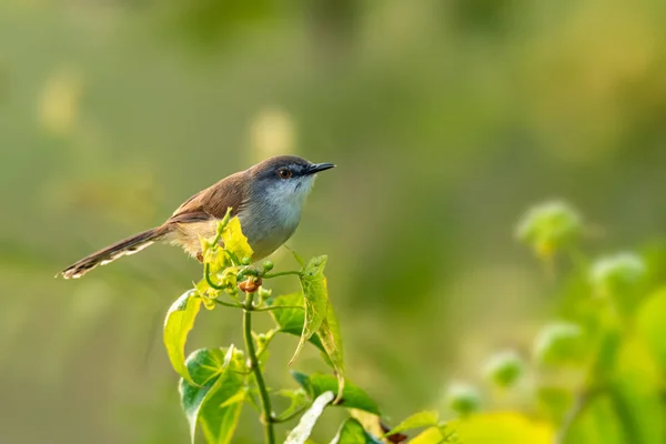 Gri göğüslü Prinia çalıların üzerine tünemiş sabah güneşiyle uzaklaşıyor. — Stok fotoğraf