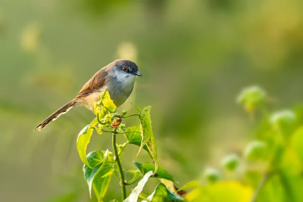 Prinia à poitrine grise perché au-dessus d'un arbuste regardant au loin avec la lumière du soleil du matin — Photo