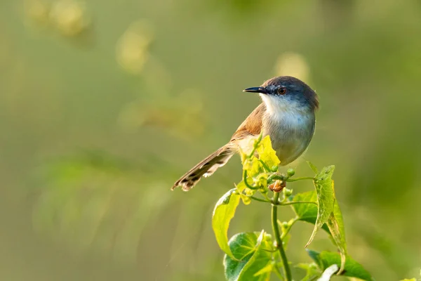 Gri göğüslü Prinia çalıların üzerine tünemiş sabah güneşiyle uzaklaşıyor. — Stok fotoğraf