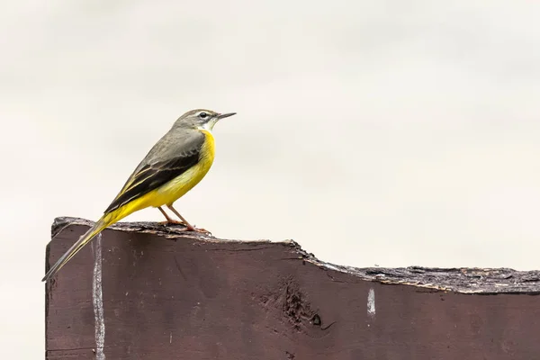 Wagtail gris perché sur une planche de bois isolée sur fond blanc — Photo