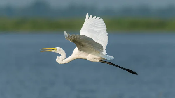 Silberreiher im Flug über Süßwassersee — Stockfoto