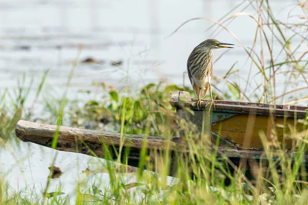 Indian Pond Heron poleiro em tailandês pequeno barco de pesca gunwale — Fotografia de Stock