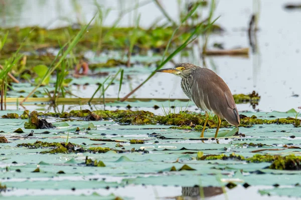 Indischer Teichreiher hockt auf Lotusblatt und blickt in die Ferne — Stockfoto