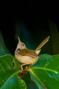 Malay Elma ağacına tüneyen yaygın Tailorbird