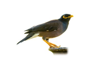 Beyaz arka planda izole edilmiş ortak myna