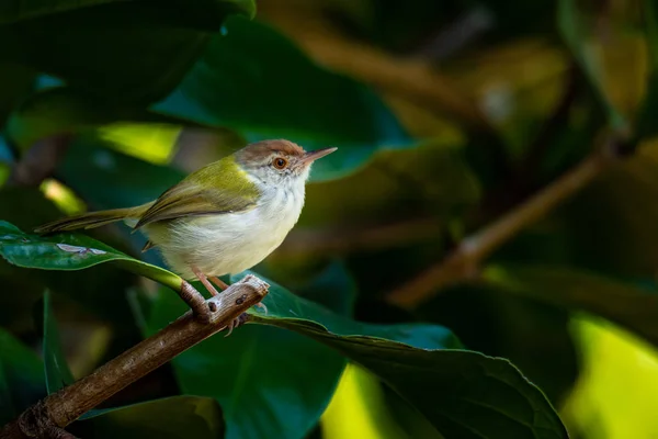 Обыкновенная птица, сидящая на малайском яблочном дереве — стоковое фото