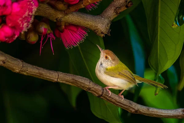 Malay Elma ağacına tüneyen yaygın Tailorbird