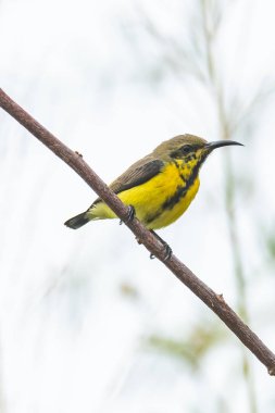 Genç erkek Olive-back Sunbird bir tüneğe tünemiş