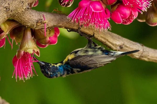雄性橄榄树背的太阳鸟栖息在马来树上 — 图库照片