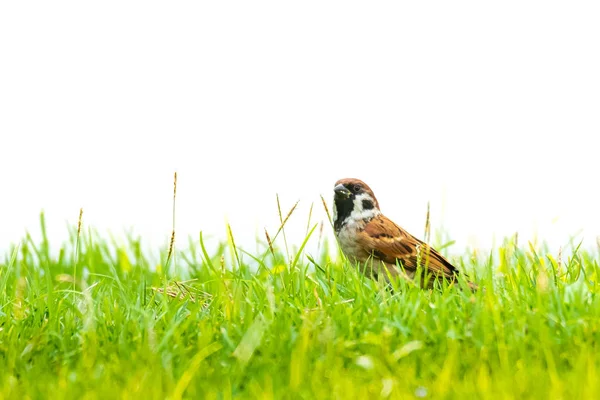 Eurasian Tree Sparrow em pé em um gramado isolado em branco backg — Fotografia de Stock