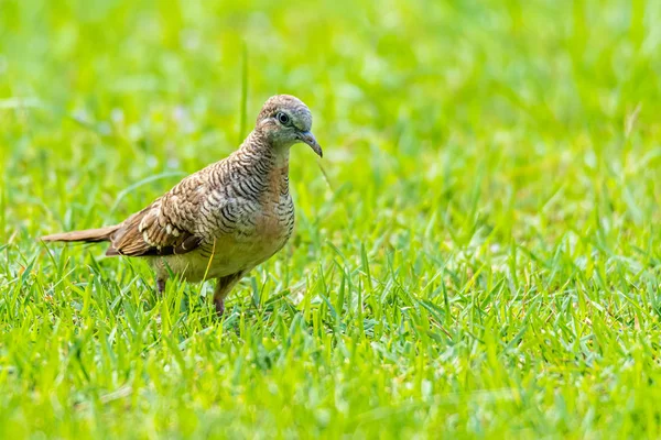 斑马鸽子在青绿的草坪上散步 — 图库照片