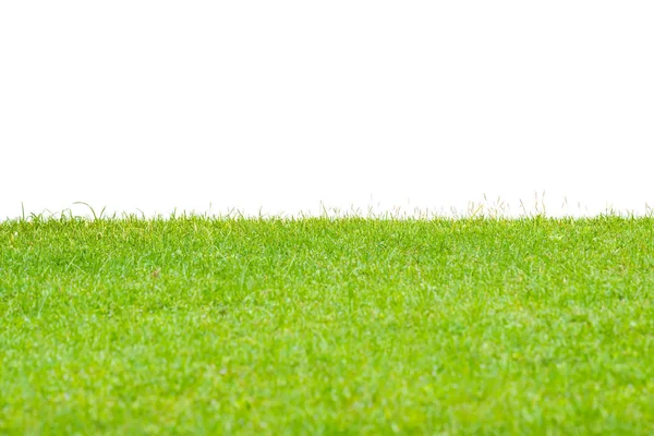 Beyaz arka planda izole edilmiş çimenlikte taze yeşil çimenler.