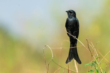 Karga gagalı Drongo küçük bir tüneğe tüneyerek uzaklardan bakıyor.