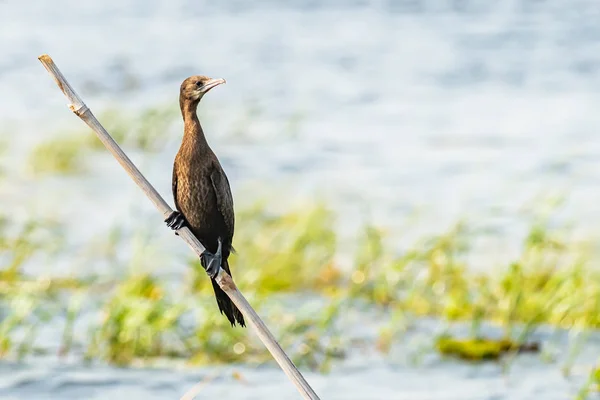 Indian Cormorant zittend op een bamboe stokje kijkend in een afstand — Stockfoto