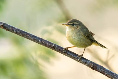 Bir tüneğe tüneyen Chiffchaff bir mesafeye bakıyor.