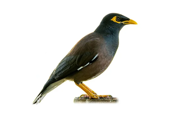 Beyaz arka planda izole edilmiş ortak myna
