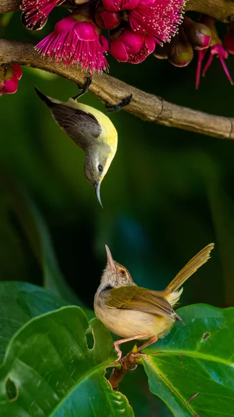 Sluneční pták s olivovým hřbetem a ocasní pták čelem k sobě na malajském jabloni — Stock fotografie