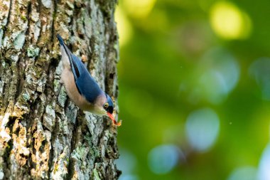 Ağaç kabuğuna tünemiş gagasında küçük bir solucan olan kadife önlü Nuthatch.