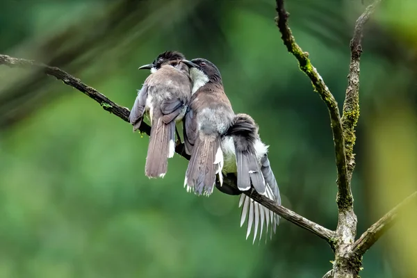 Tres Sibia respaldados por la oscuridad que adornan el plumaje el uno para el otro en una percha en una selva —  Fotos de Stock