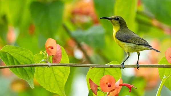 Olive-backed Sunbird perching on Orange Chinese Hat perch looking into a distance