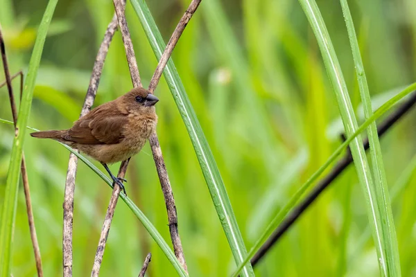 Jonge Scaly-Breasted Munia zittend op gras stengel op zoek naar een afstand — Stockfoto