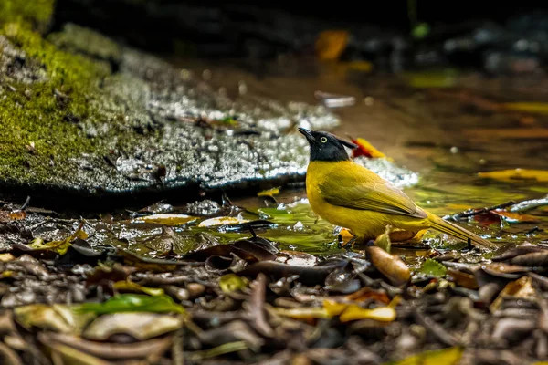 Lack-crested Bulbul  perching near a small pond looking upward into a distance — Stock Photo, Image