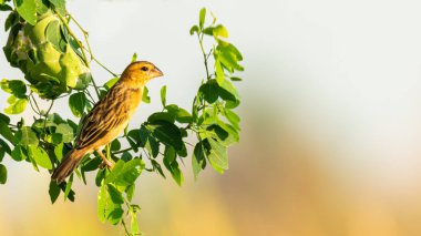 Baya Weaver Manila demirhindi dalına tünemiş Uzağa bakıyor