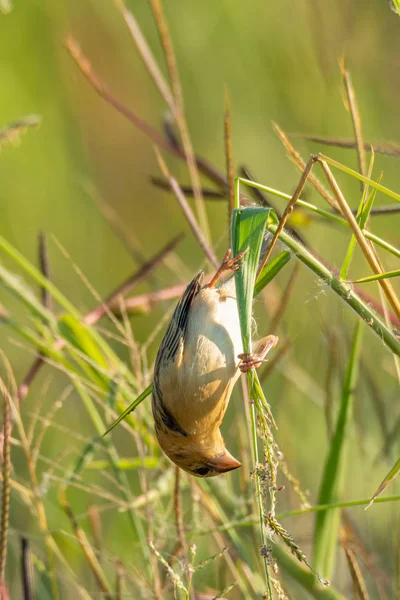 Baya Weaver posada en tallo de hierba encontrando su semilla para comer —  Fotos de Stock