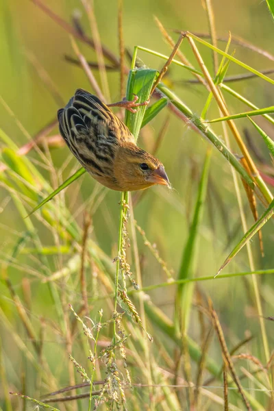 Baya Weaver zittend op gras stengel het vinden van zijn zaad om te eten — Stockfoto