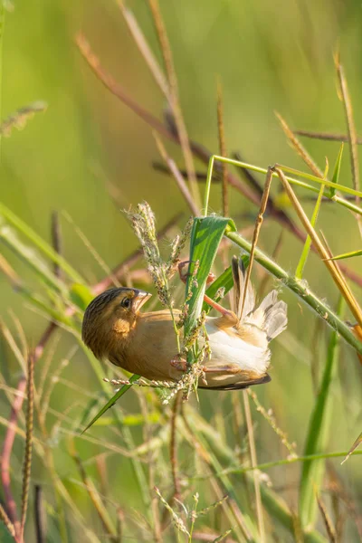 Baya Weaver posada en tallo de hierba encontrando su semilla para comer —  Fotos de Stock