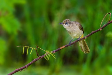 Seri kulaklı Bulbul, bir dala tünemiş, uzaktan bakıyor.