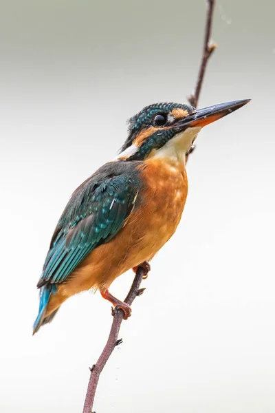 Pescador común colorido encaramado en una percha mirando para la presa — Foto de Stock