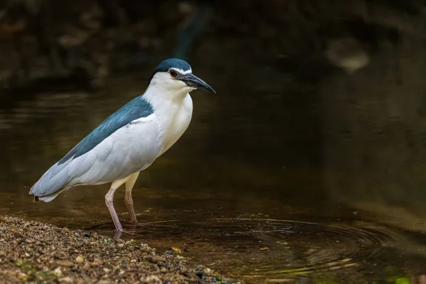 Black-crowned Night Heron wading in shallow water stream finding food — Stock Photo, Image