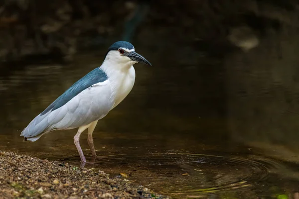 Schwarzkronenreiher watet im flachen Wasserstrom auf Nahrungssuche — Stockfoto