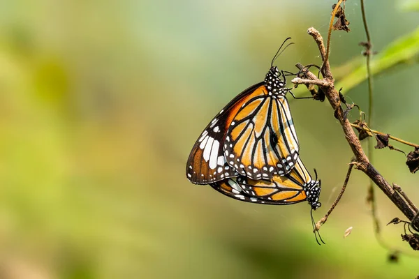 Dois Tigre comum borboleta acasalamento em um ramo seco com fundo borrão — Fotografia de Stock