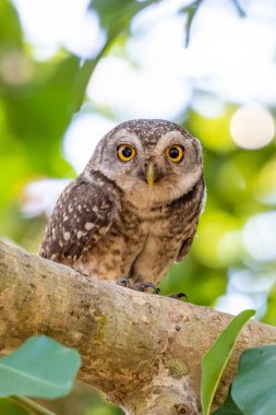 Benekli Baykuş bir ağaca tünemiş.
