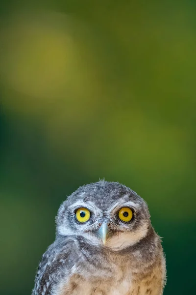 Obere Hälfte der gefleckten Eule isoliert auf unscharfem grünem Hintergrund — Stockfoto