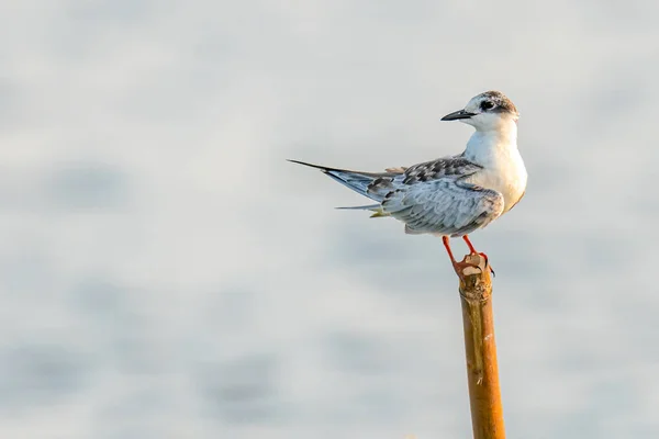 Tern común posado en tocón de bambú cerca de un estanque —  Fotos de Stock