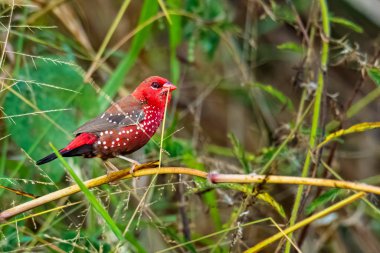 Red Avadavat perching on grass stem with a piece of grass culm in its beak clipart