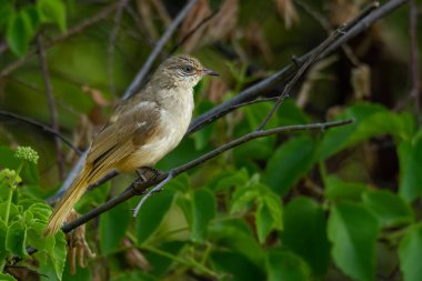 Seri kulaklı Bulbul, bir dala tünemiş, uzaktan bakıyor.