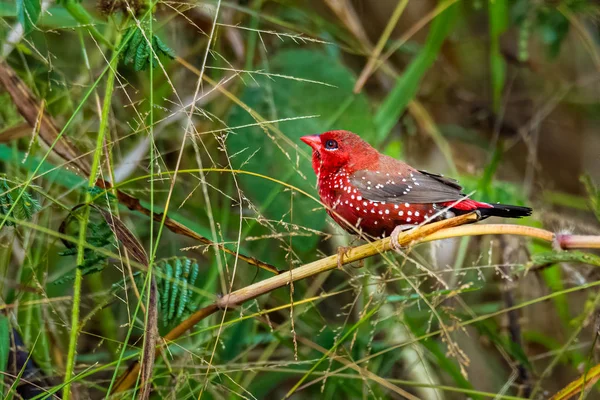 Red Avadavat perching on grass stem looking into a distance — Stock Photo, Image