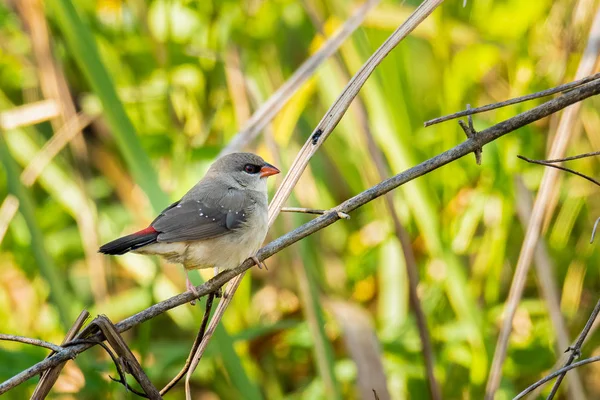 Femme Avadavat rouge perché sur tige d'herbe regardant dans une distance — Photo