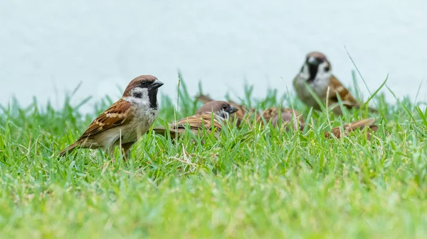 Un grup de copaci eurasiatici Sparrows în picioare pe un gazon — Fotografie, imagine de stoc